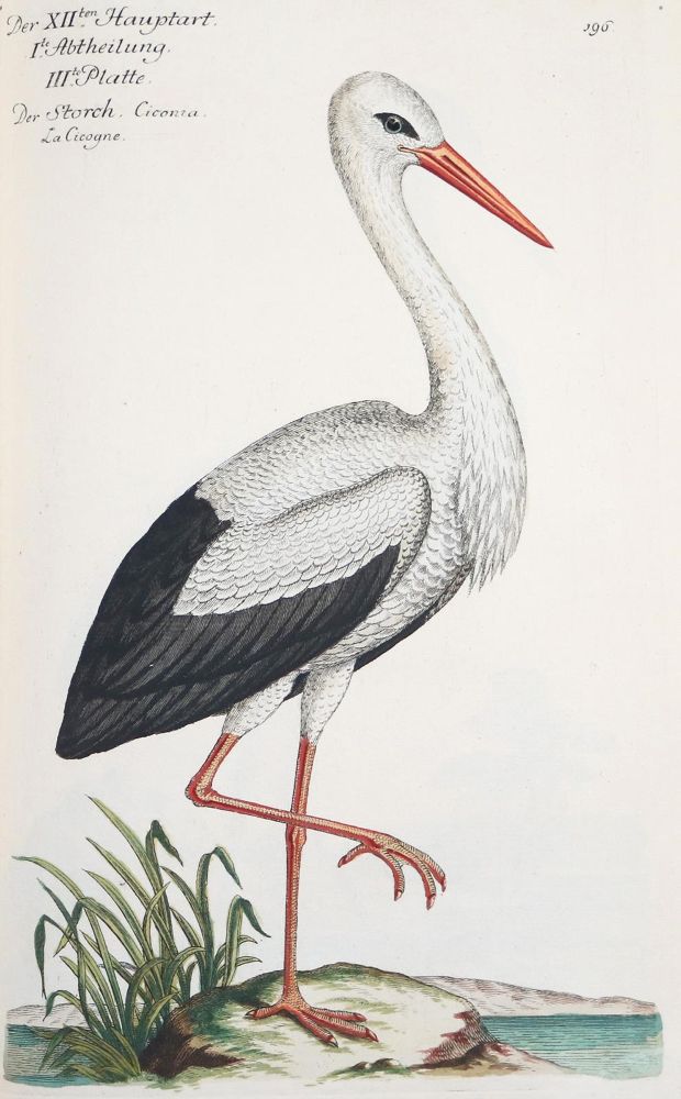 Große Abbildung Nr.278: 142-1999 Frisch,J.L.: (Zoologie, Vögel)