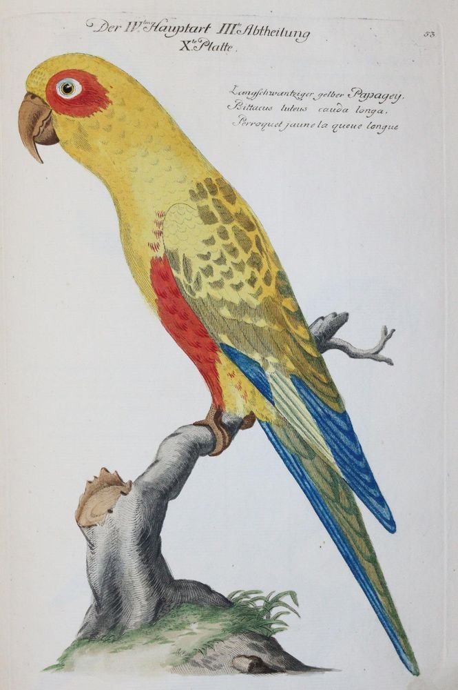 Große Abbildung Nr.28: 142-1999 Frisch,J.L.: (Zoologie, Vögel)