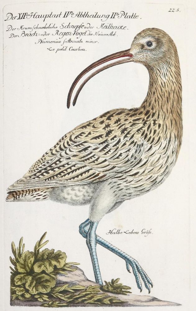Große Abbildung Nr.285: 142-1999 Frisch,J.L.: (Zoologie, Vögel)
