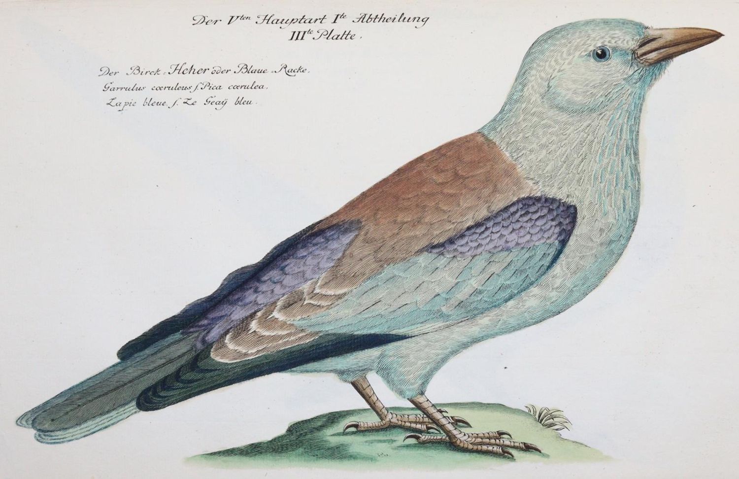Große Abbildung Nr.29: 142-1999 Frisch,J.L.: (Zoologie, Vögel)