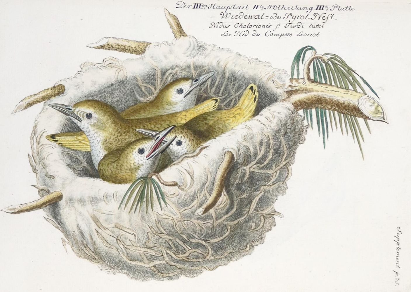 Große Abbildung Nr.290: 142-1999 Frisch,J.L.: (Zoologie, Vögel)