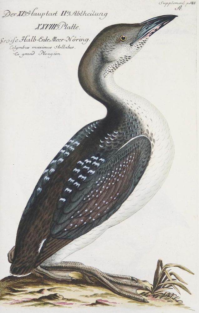 Große Abbildung Nr.292: 142-1999 Frisch,J.L.: (Zoologie, Vögel)