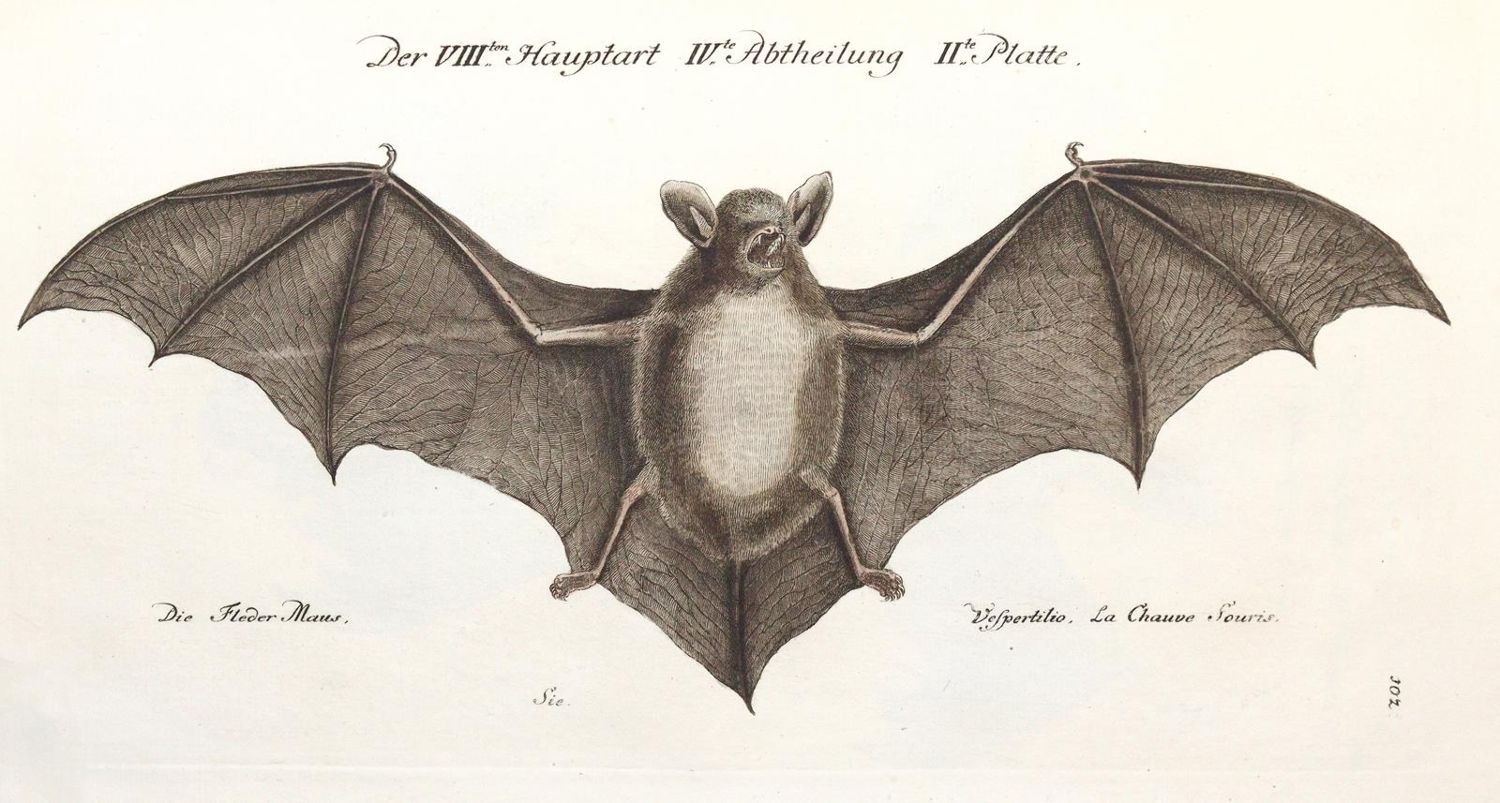 Große Abbildung Nr.3: 142-1999 Frisch,J.L.: (Zoologie, Vögel)