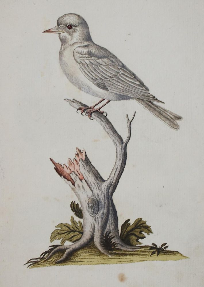 Große Abbildung Nr.3: 142-2002 Jacquin,J.F.v.: (Zoologie, Vögel)