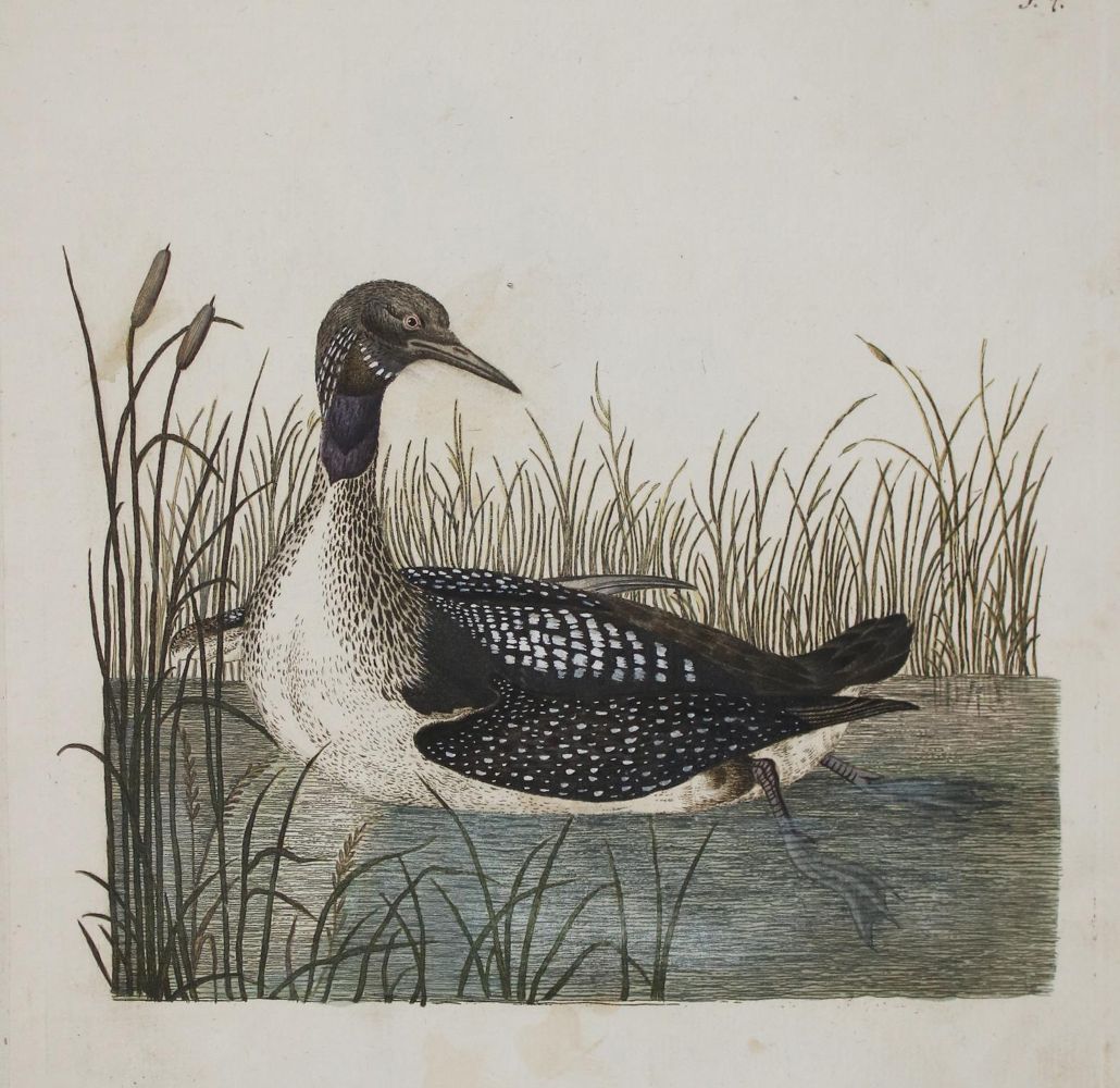 Große Abbildung Nr.4: 142-2002 Jacquin,J.F.v.: (Zoologie, Vögel)