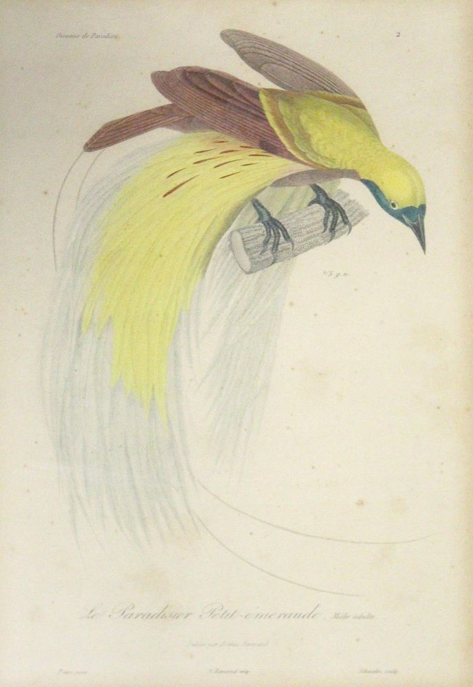 Große Abbildung Nr.1: 142-2003 Lesson,R.P.: (Zoologie, Vögel)
