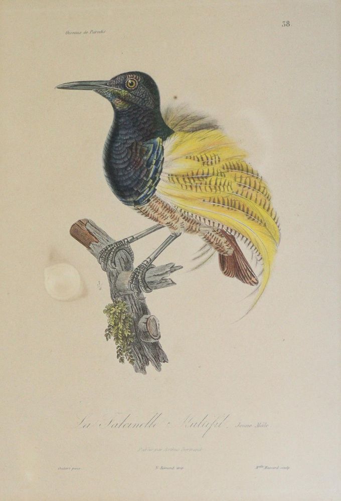 Große Abbildung Nr.2: 142-2003 Lesson,R.P.: (Zoologie, Vögel)