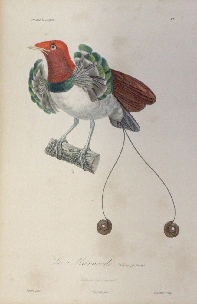 Große Abbildung Nr.3: 142-2003 Lesson,R.P.: (Zoologie, Vögel)