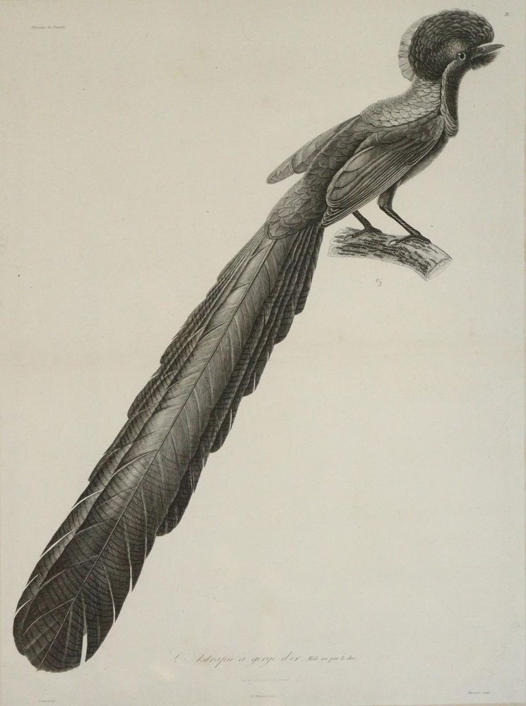 Große Abbildung Nr.4: 142-2003 Lesson,R.P.: (Zoologie, Vögel)