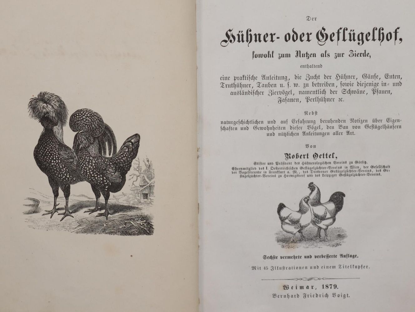 Große Abbildung Nr.4: 142-2004 Meerwarth,H. u. K.Soffel.: (Zoologie, Vögel)