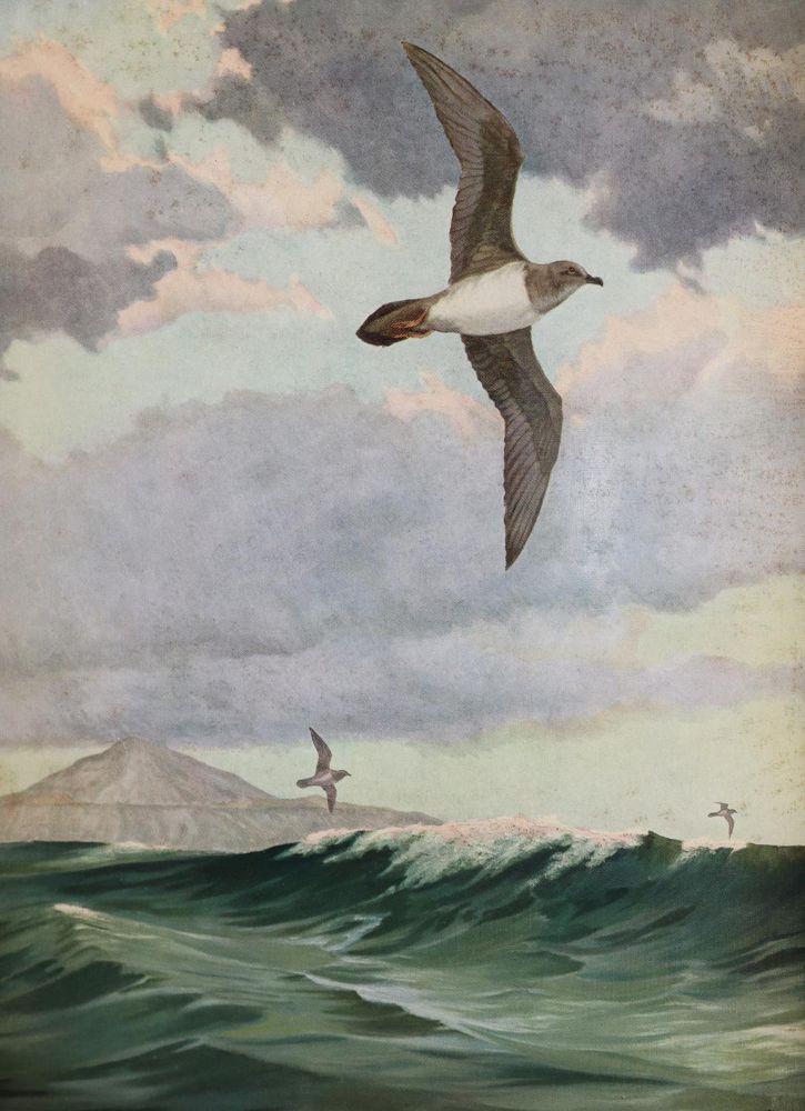 Große Abbildung Nr.2: 142-2005 Murphy,R.C.: (Zoologie, Vögel)