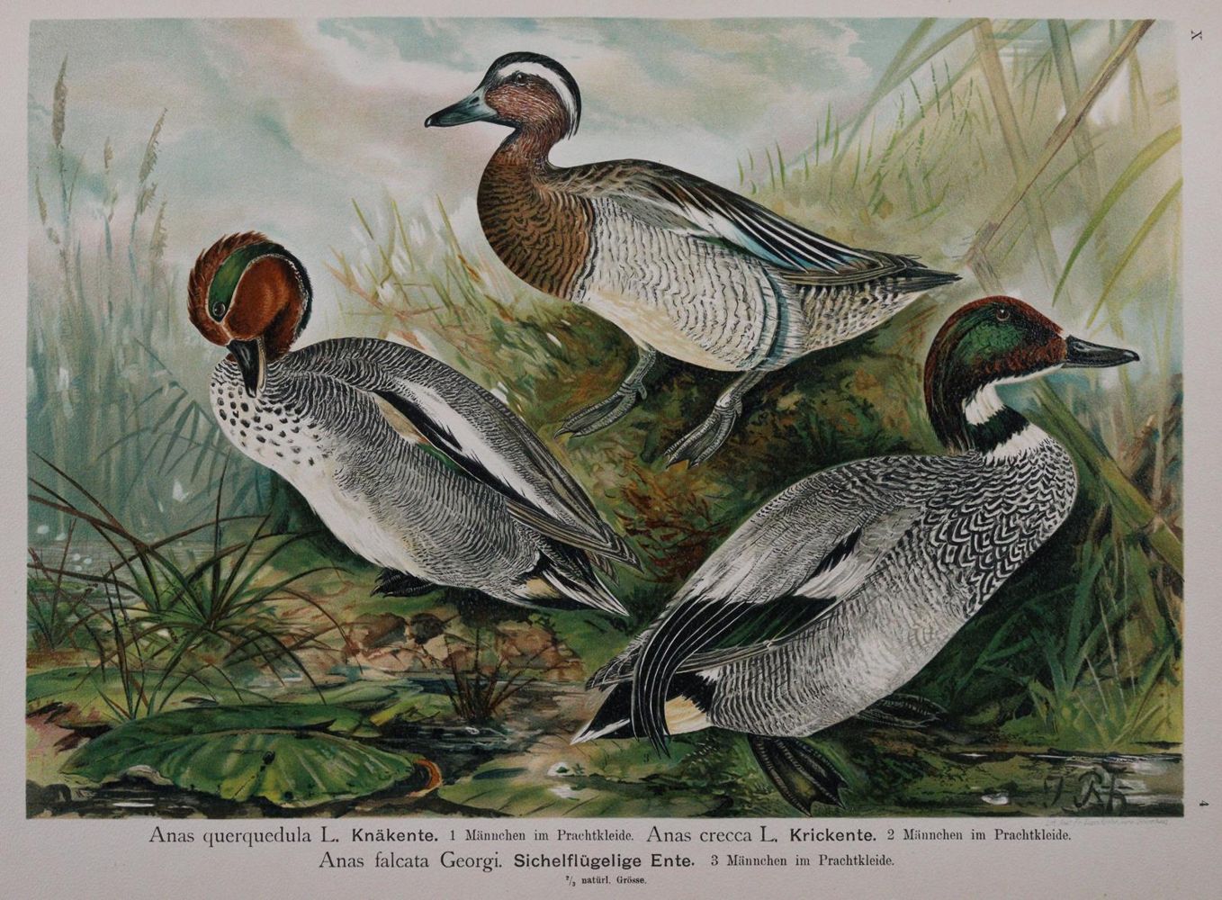 Große Abbildung Nr.3: 142-2006 Naumann,(J.A.).: (Zoologie, Vögel)