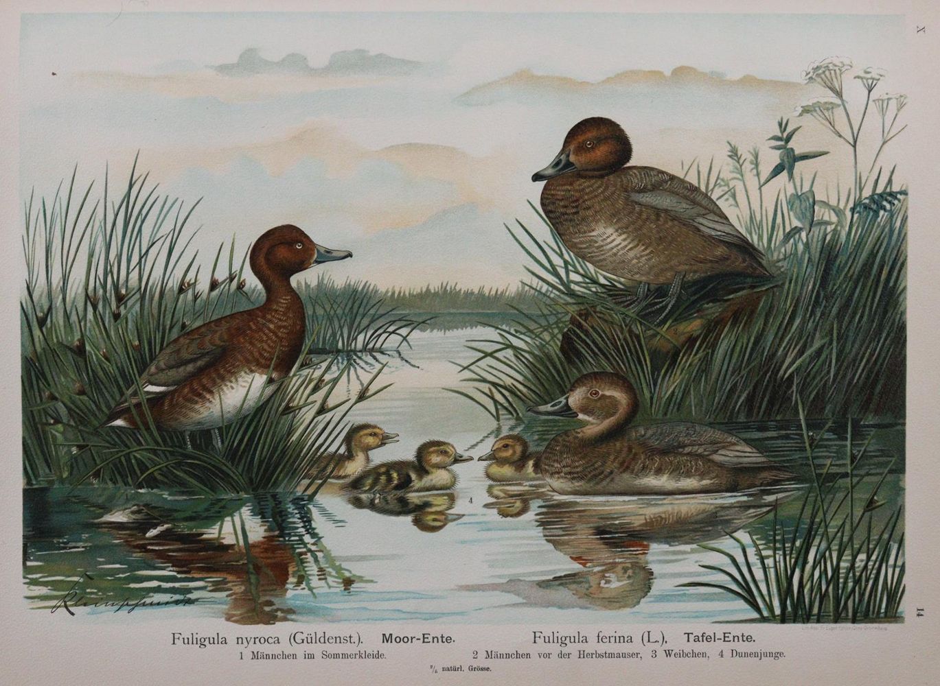 Große Abbildung Nr.4: 142-2006 Naumann,(J.A.).: (Zoologie, Vögel)