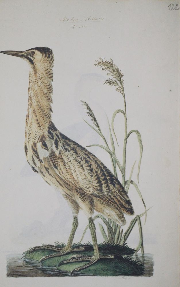 Große Abbildung Nr.1: 142-2007 Naumann,J.F.: (Zoologie, Vögel)