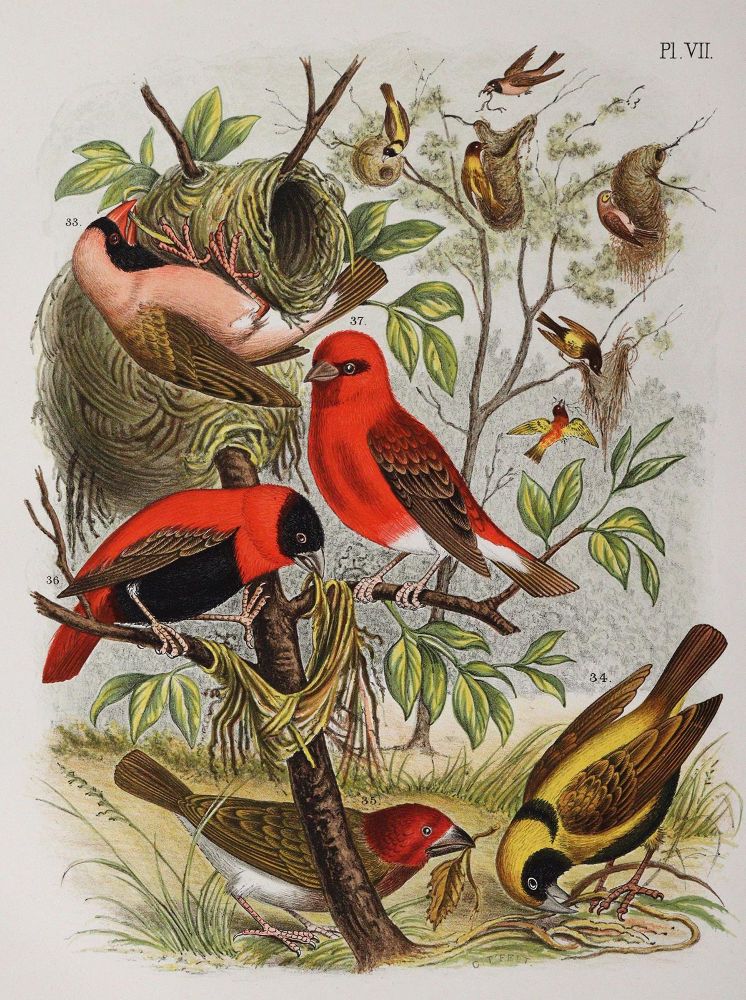 Große Abbildung Nr.2: 142-2008 Nuyens,A.: (Zoologie, Vögel)