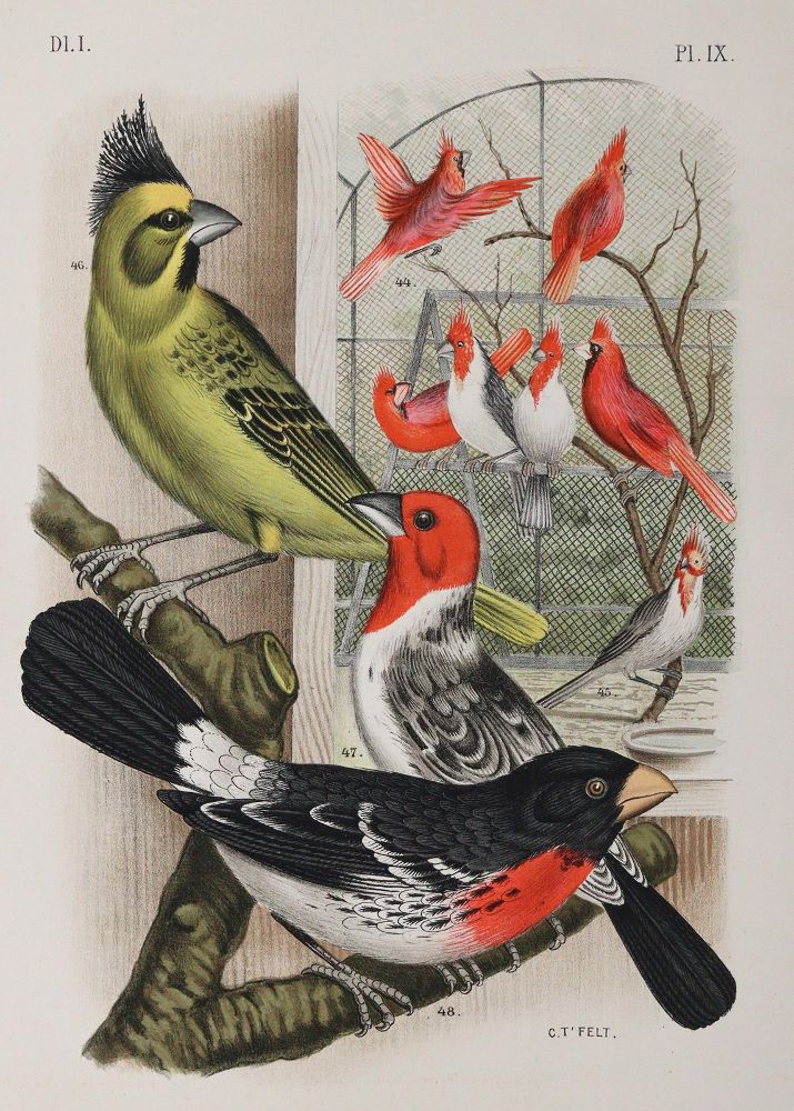 Große Abbildung Nr.3: 142-2008 Nuyens,A.: (Zoologie, Vögel)