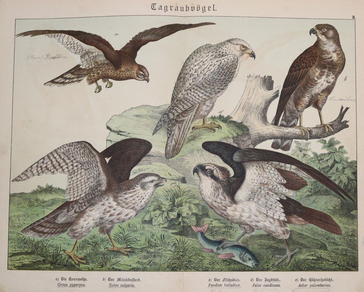 Große Abbildung Nr.1: 142-2010 Ornithologie.: (Zoologie, Vögel)