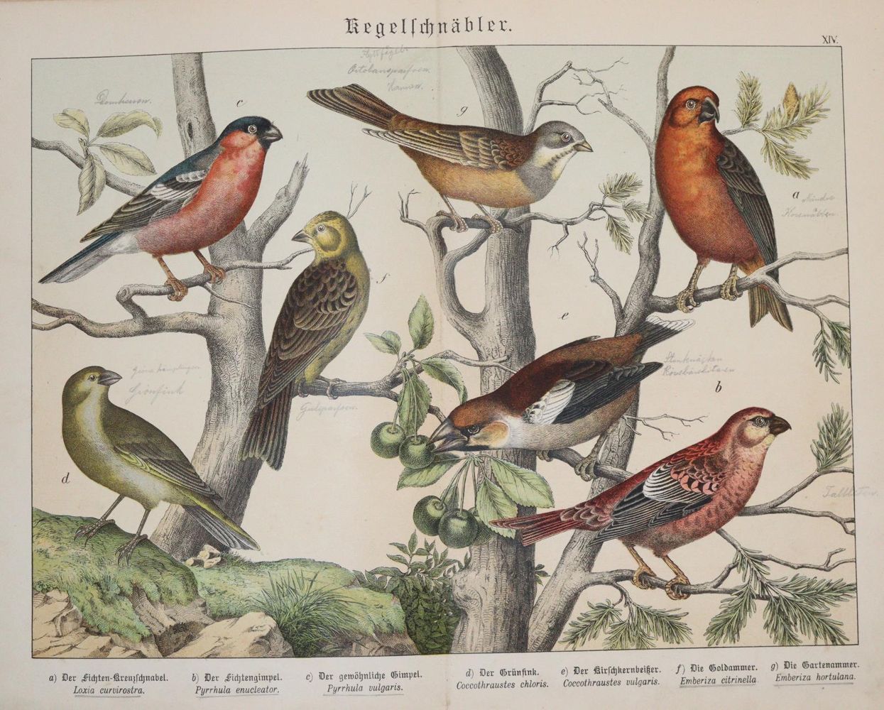 Große Abbildung Nr.2: 142-2010 Ornithologie.: (Zoologie, Vögel)