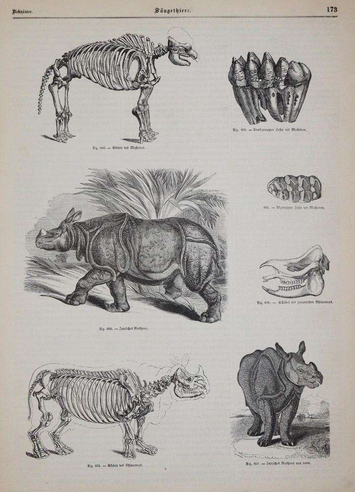 Große Abbildung Nr.2: 142-2012 (Pöppig,E.).: (Zoologie, Vögel)