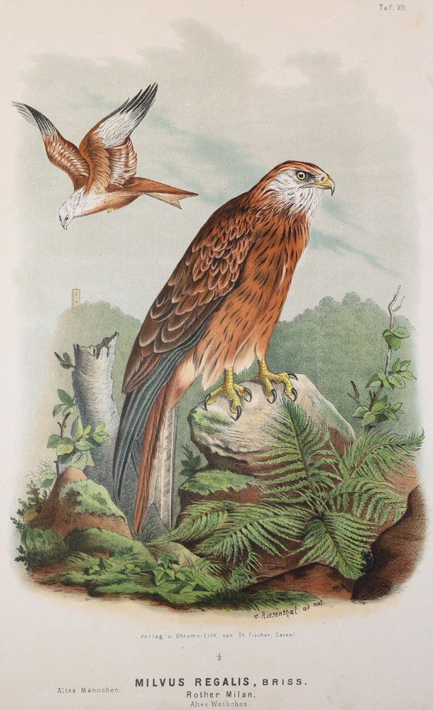 Große Abbildung Nr.1: 142-2013 Riesenthal,O.v.: (Zoologie, Vögel)