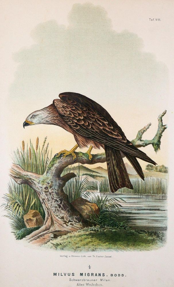 Große Abbildung Nr.2: 142-2013 Riesenthal,O.v.: (Zoologie, Vögel)