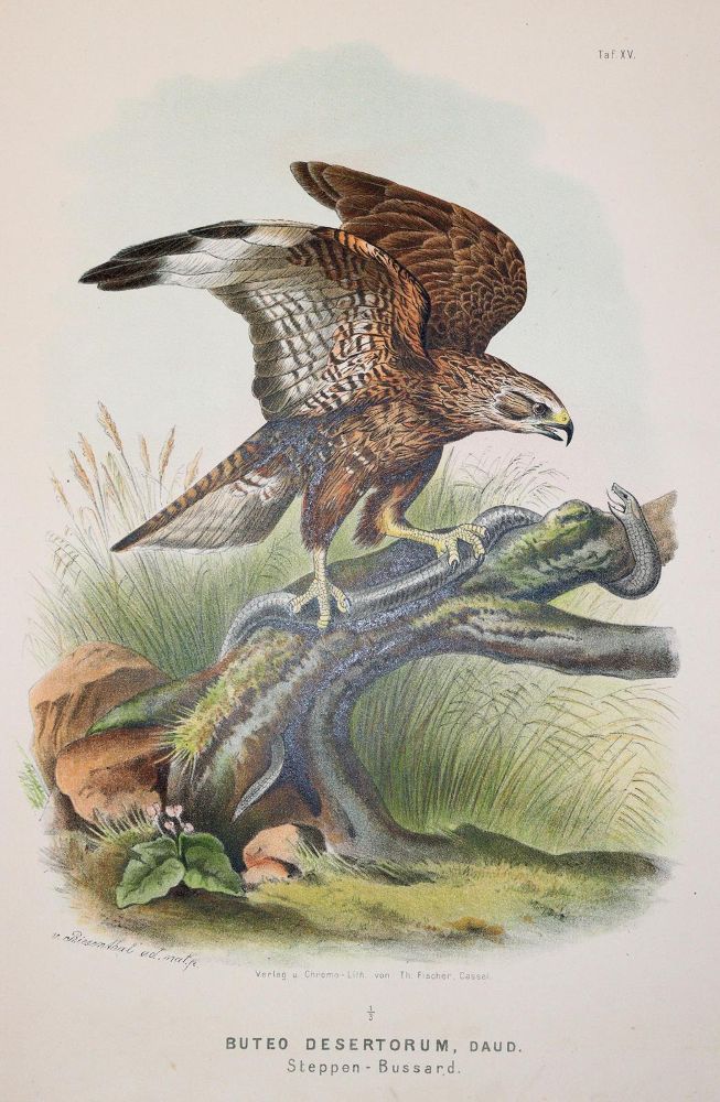 Große Abbildung Nr.3: 142-2013 Riesenthal,O.v.: (Zoologie, Vögel)