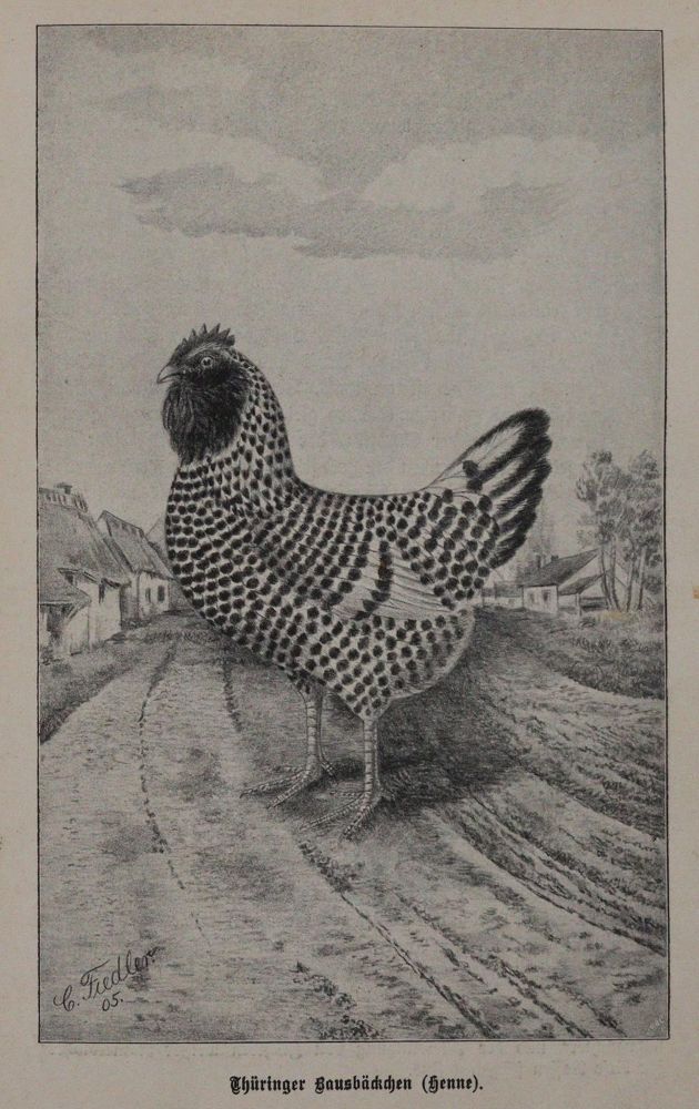 Große Abbildung Nr.2: 142-2016 Baldamus,A.C.E.: (Zoologie, Vögel, Tauben)