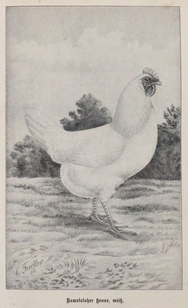 Große Abbildung Nr.3: 142-2016 Baldamus,A.C.E.: (Zoologie, Vögel, Tauben)