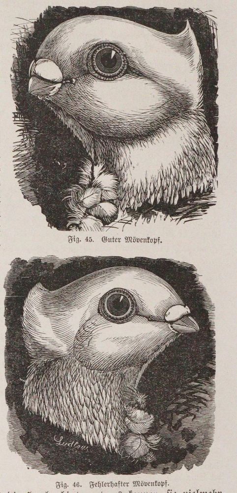 Große Abbildung Nr.4: 142-2016 Baldamus,A.C.E.: (Zoologie, Vögel, Tauben)