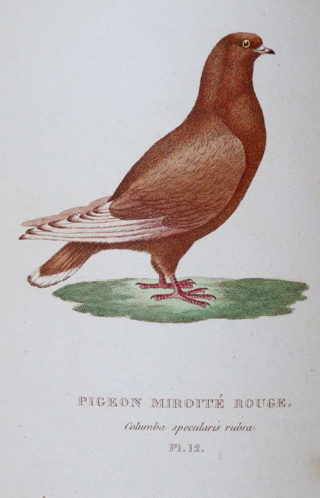 Große Abbildung Nr.2: 142-2017 Boitard,(P.) u. M.Corbier.: (Zoologie, Vögel, Tauben)