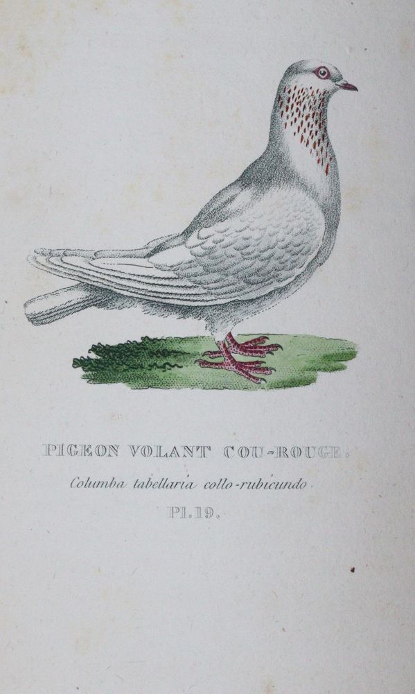 Große Abbildung Nr.3: 142-2017 Boitard,(P.) u. M.Corbier.: (Zoologie, Vögel, Tauben)