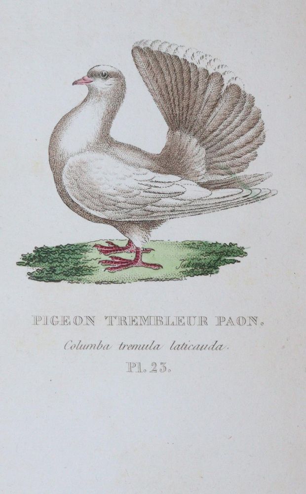 Große Abbildung Nr.4: 142-2017 Boitard,(P.) u. M.Corbier.: (Zoologie, Vögel, Tauben)