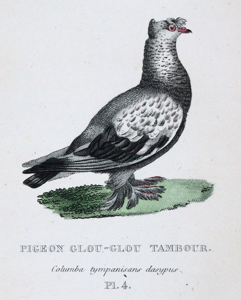 Große Abbildung Nr.3: 142-2018 Boitard,(P.) u. M.Corbier.: (Zoologie, Vögel, Tauben)