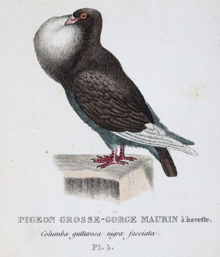 Große Abbildung Nr.4: 142-2018 Boitard,(P.) u. M.Corbier.: (Zoologie, Vögel, Tauben)