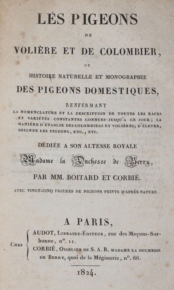 Große Abbildung Nr.1: 142-2019 Boitard,(P.) u. M.Corbier.: (Zoologie, Vögel, Tauben)