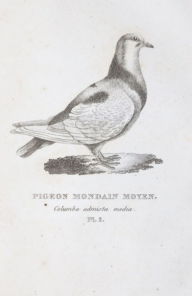 Große Abbildung Nr.2: 142-2019 Boitard,(P.) u. M.Corbier.: (Zoologie, Vögel, Tauben)