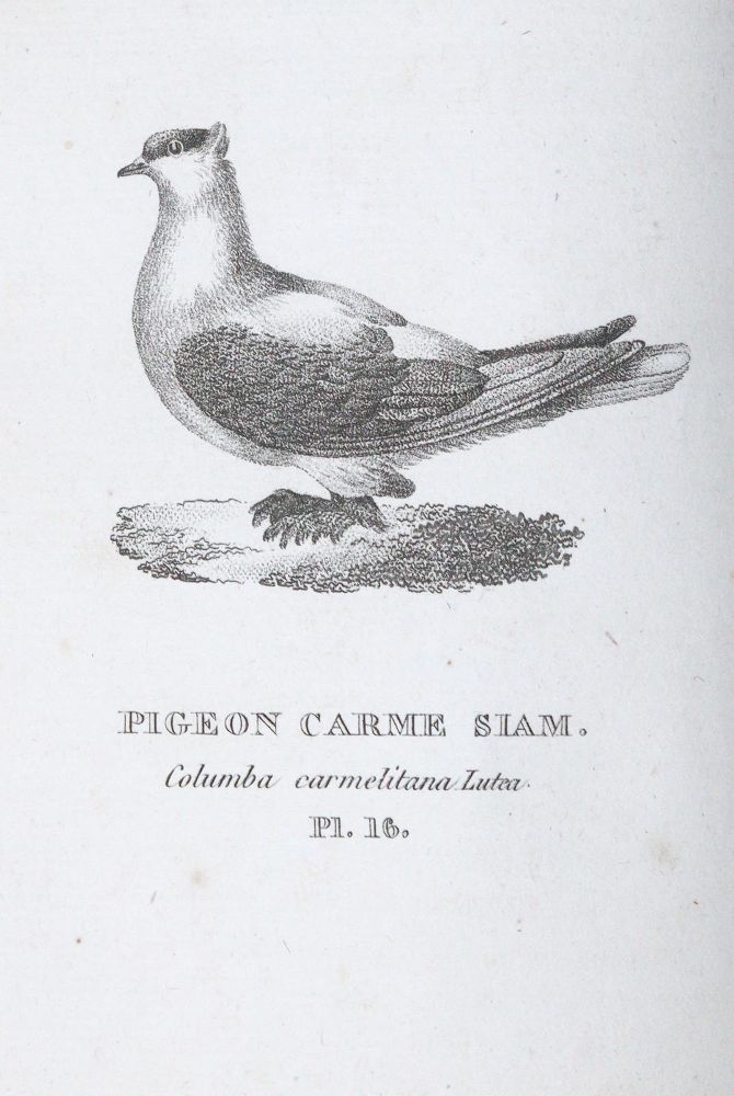 Große Abbildung Nr.3: 142-2019 Boitard,(P.) u. M.Corbier.: (Zoologie, Vögel, Tauben)