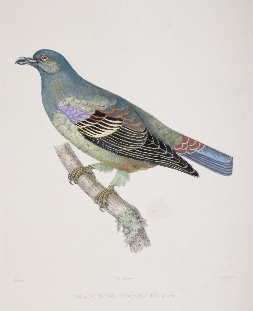 Große Abbildung Nr.1: 142-2020 Bonaparte,C.-L.: (Zoologie, Vögel, Tauben)