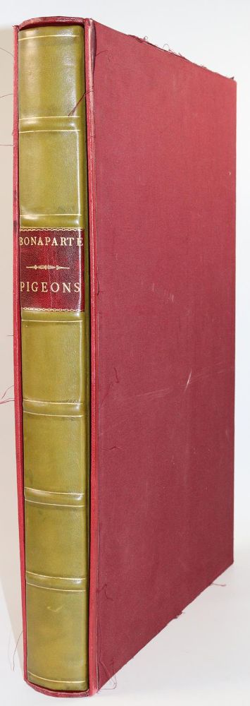 Große Abbildung Nr.11: 142-2020 Bonaparte,C.-L.: (Zoologie, Vögel, Tauben)