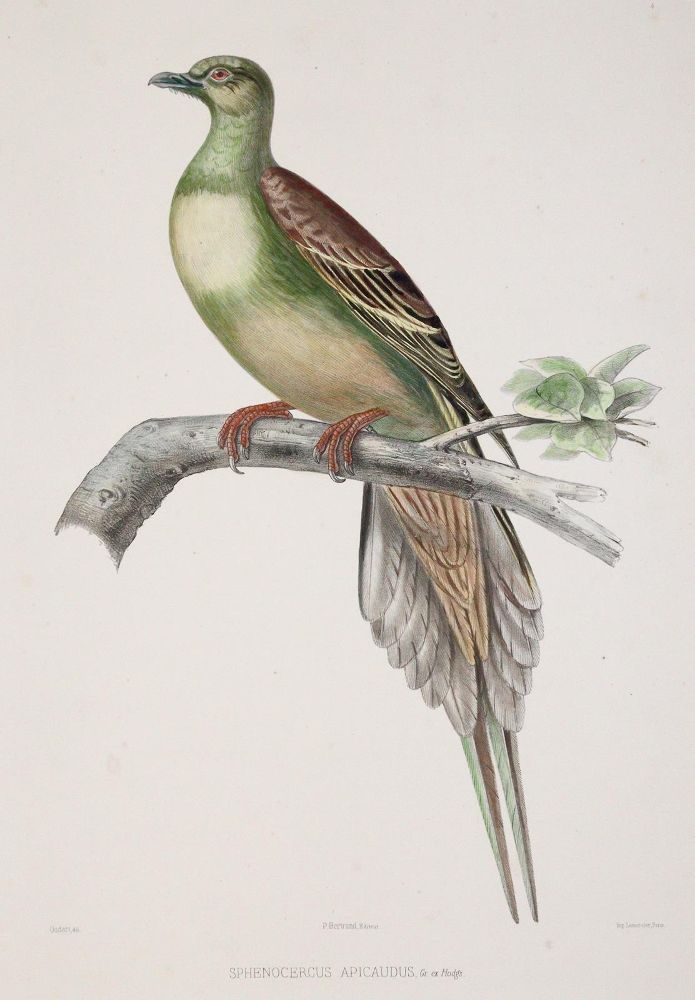 Große Abbildung Nr.2: 142-2020 Bonaparte,C.-L.: (Zoologie, Vögel, Tauben)
