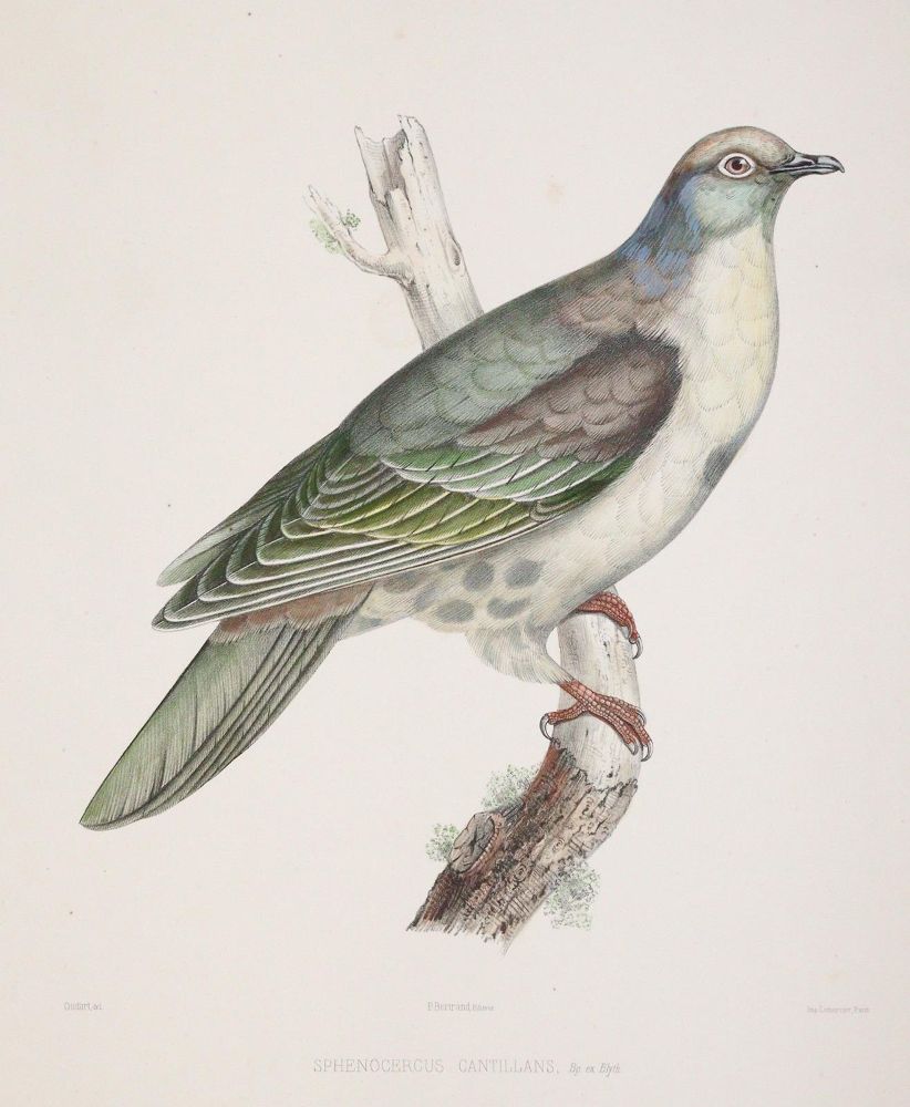 Große Abbildung Nr.3: 142-2020 Bonaparte,C.-L.: (Zoologie, Vögel, Tauben)