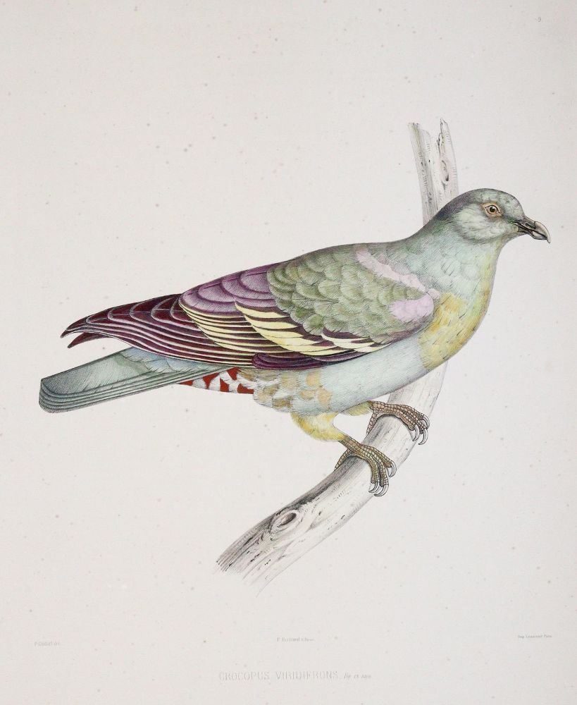 Große Abbildung Nr.4: 142-2020 Bonaparte,C.-L.: (Zoologie, Vögel, Tauben)