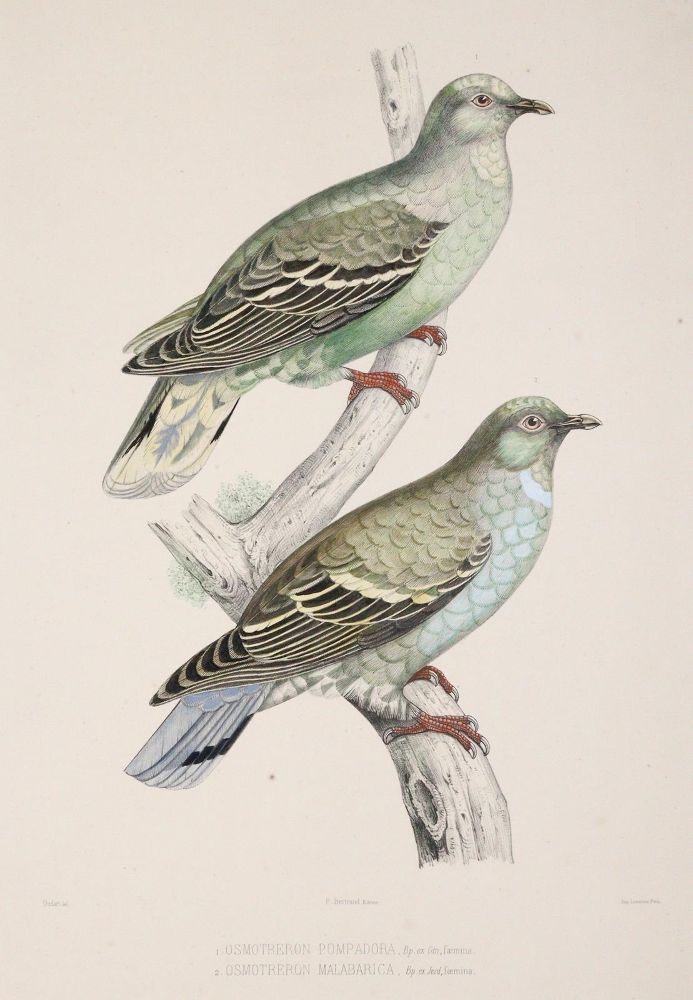 Große Abbildung Nr.5: 142-2020 Bonaparte,C.-L.: (Zoologie, Vögel, Tauben)