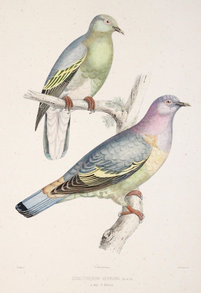 Große Abbildung Nr.6: 142-2020 Bonaparte,C.-L.: (Zoologie, Vögel, Tauben)