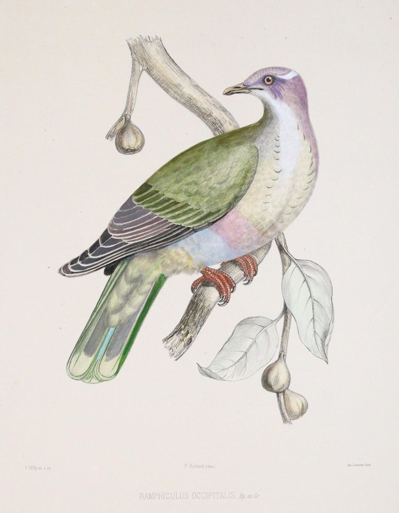 Große Abbildung Nr.7: 142-2020 Bonaparte,C.-L.: (Zoologie, Vögel, Tauben)