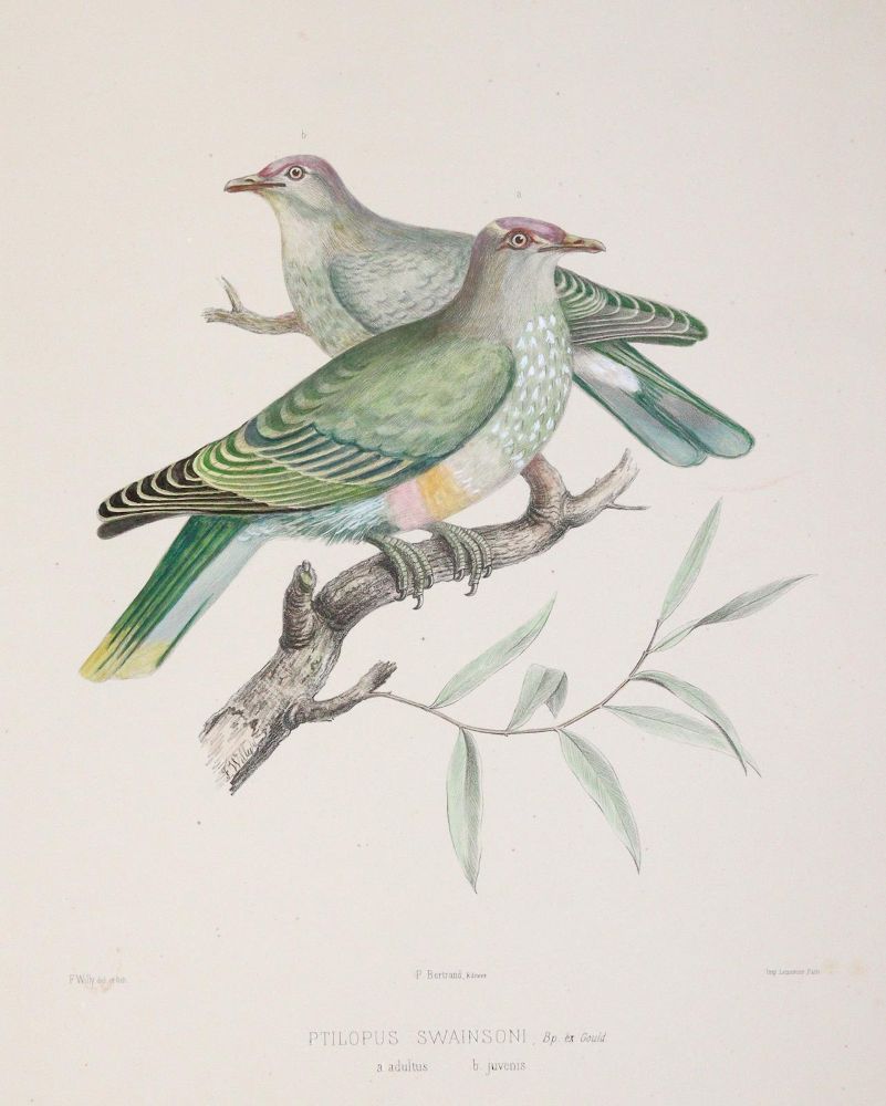 Große Abbildung Nr.8: 142-2020 Bonaparte,C.-L.: (Zoologie, Vögel, Tauben)