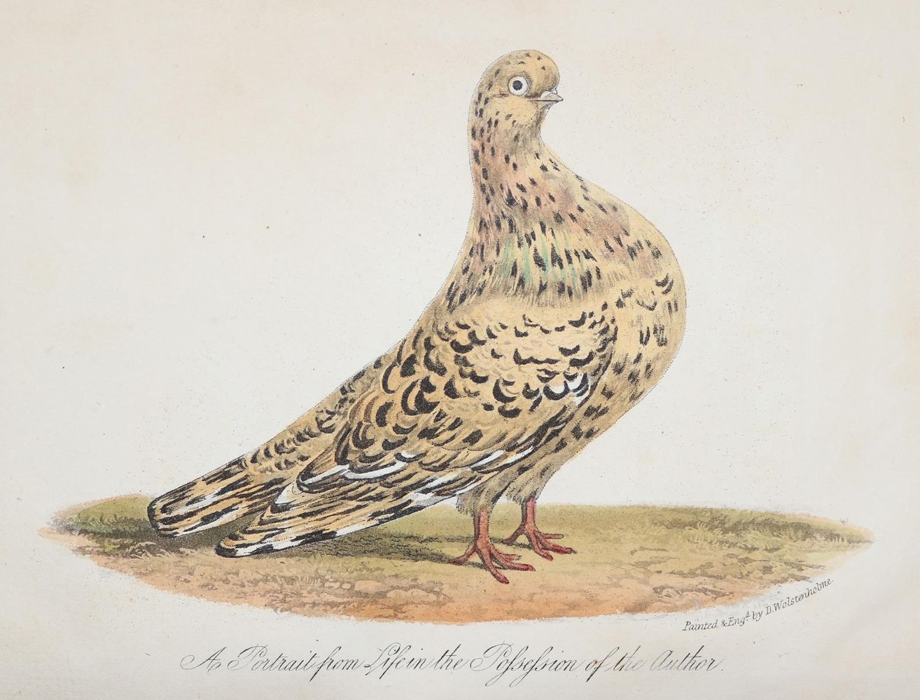 Große Abbildung Nr.1: 142-2022 Eaton,J.M.: (Zoologie, Vögel, Tauben)