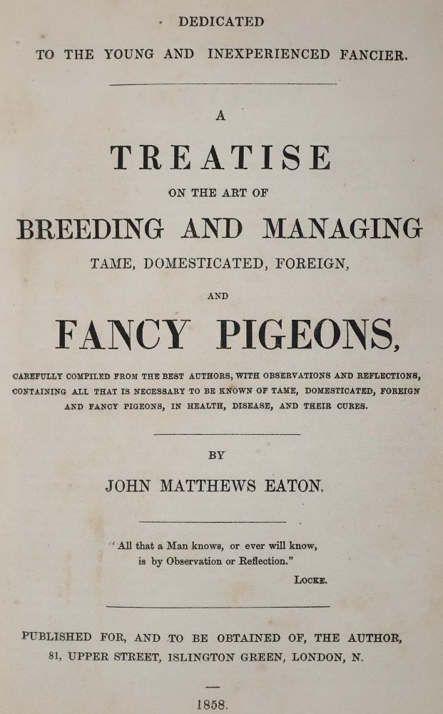 Große Abbildung Nr.2: 142-2022 Eaton,J.M.: (Zoologie, Vögel, Tauben)