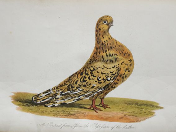 Große Abbildung Nr.1: 142-2023 Eaton,J.M.: (Zoologie, Vögel, Tauben)