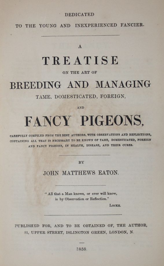 Große Abbildung Nr.1: 142-2024 Eaton,J.M.: (Zoologie, Vögel, Tauben)